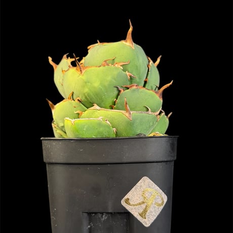 ジャガーノート | STORES