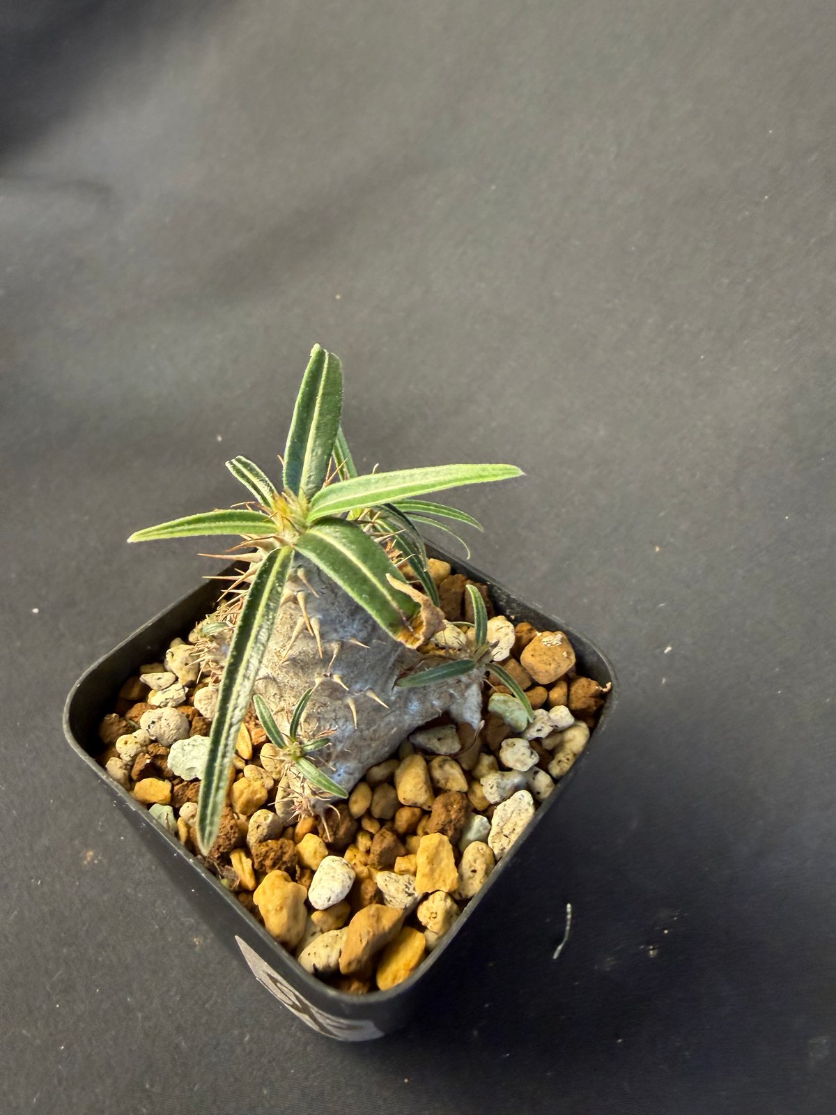 グラキリス　実生　13 グラキリス 実生 13 ny | HANDS PLANTS