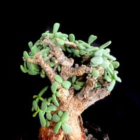 ケラリアピグマエア 現地株 発根済g | HANDS PLANTS