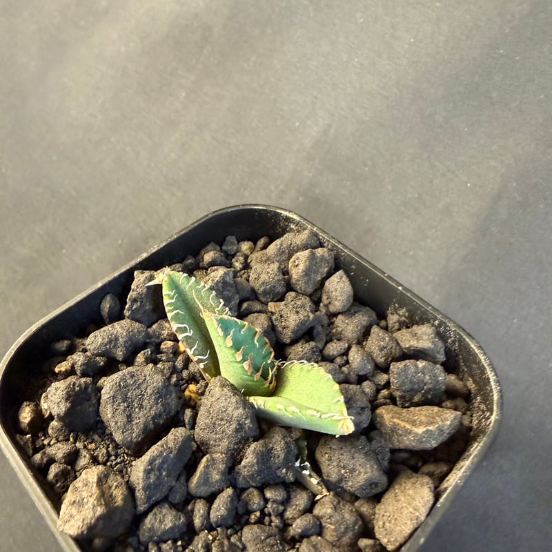 アガベチタノタ 星空（ほしぞら）子株 ⅶ | HANDS PLANTS