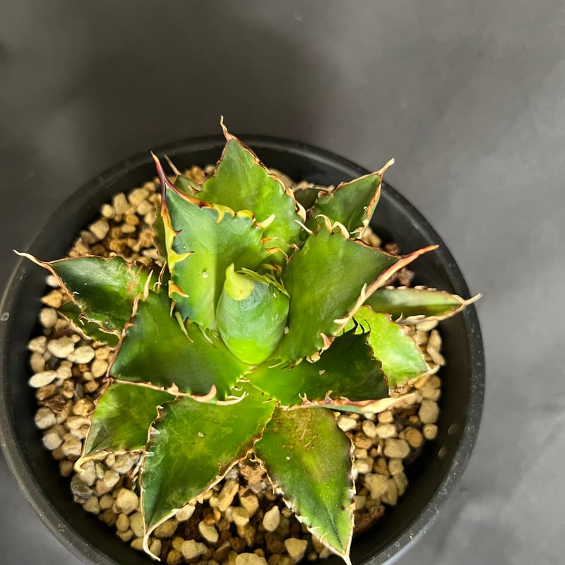 アガベ チタノタ レッドキャットウィーズル5号 27 | HANDS PLANTS