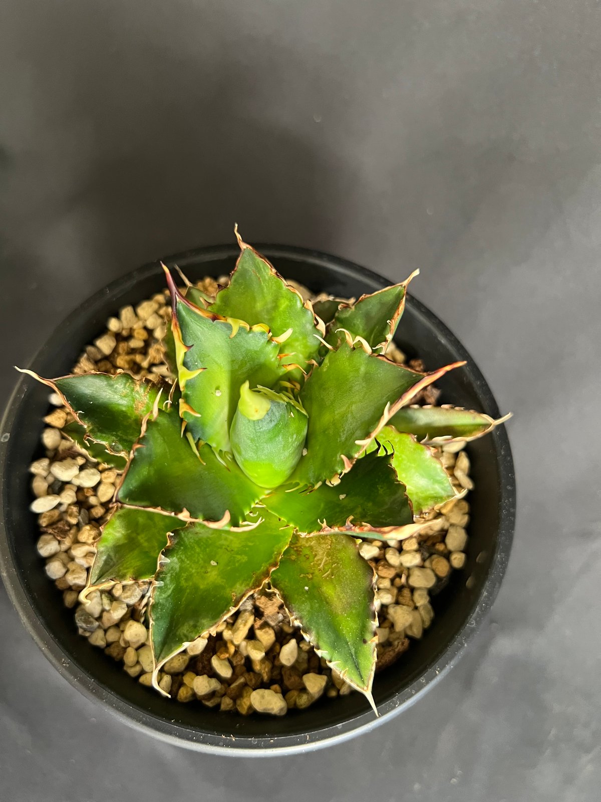 アガベ チタノタ レッドキャットウィーズル5号 27 | HANDS PLANTS