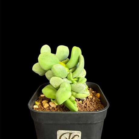 ピグマエア現地球XL ピグマエア | STORES