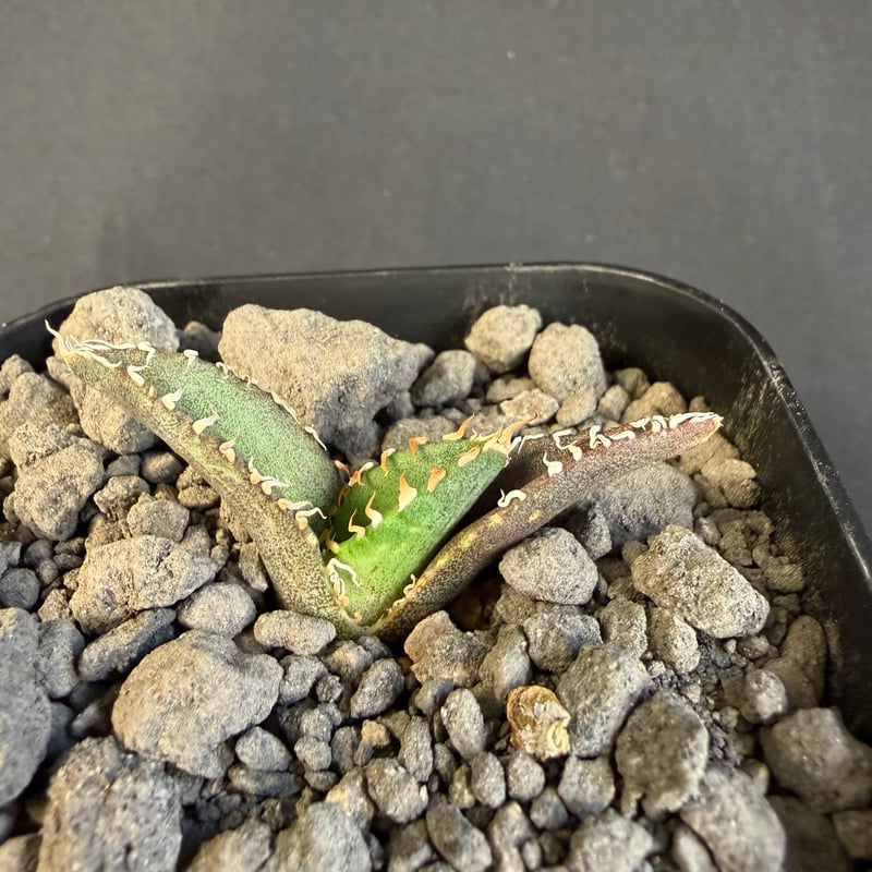 アガベ チタノタ 氷雹（ひょうひょう)子株 Ⅷ | HANDS PLANTS