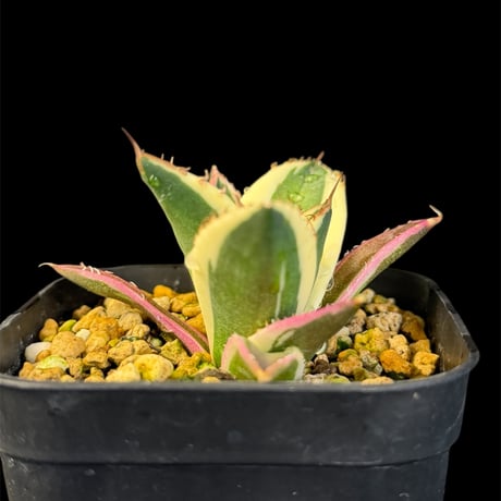 アガベスナグルトゥース | STORES