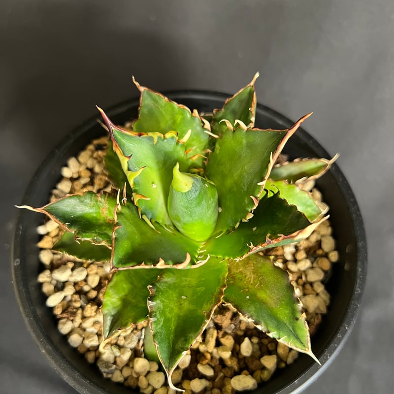 アガベ チタノタ レッドキャットウィーズル5号 27 | HANDS PLANTS