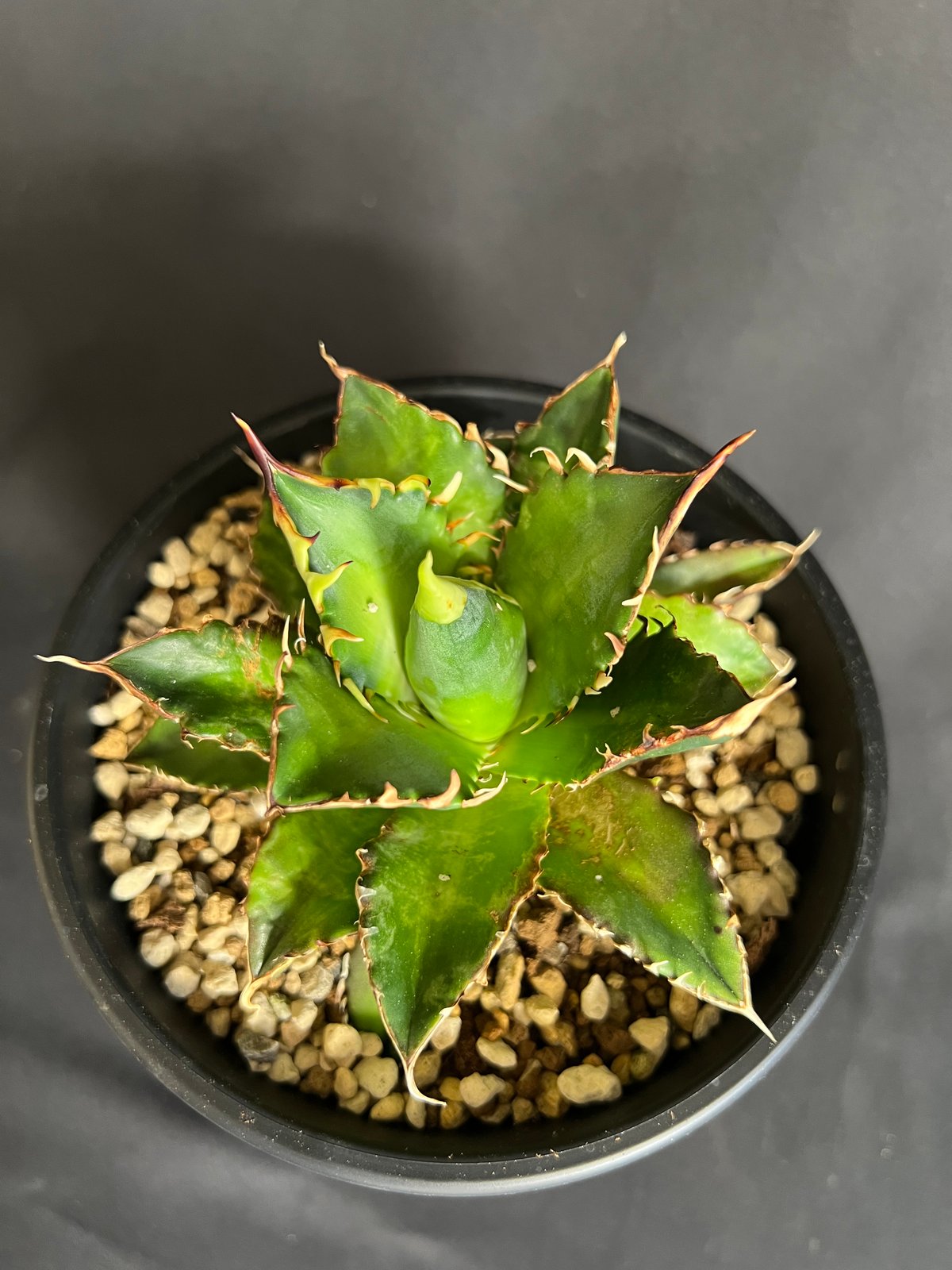 アガベ チタノタ レッドキャットウィーズル5号 27 | HANDS PLANTS