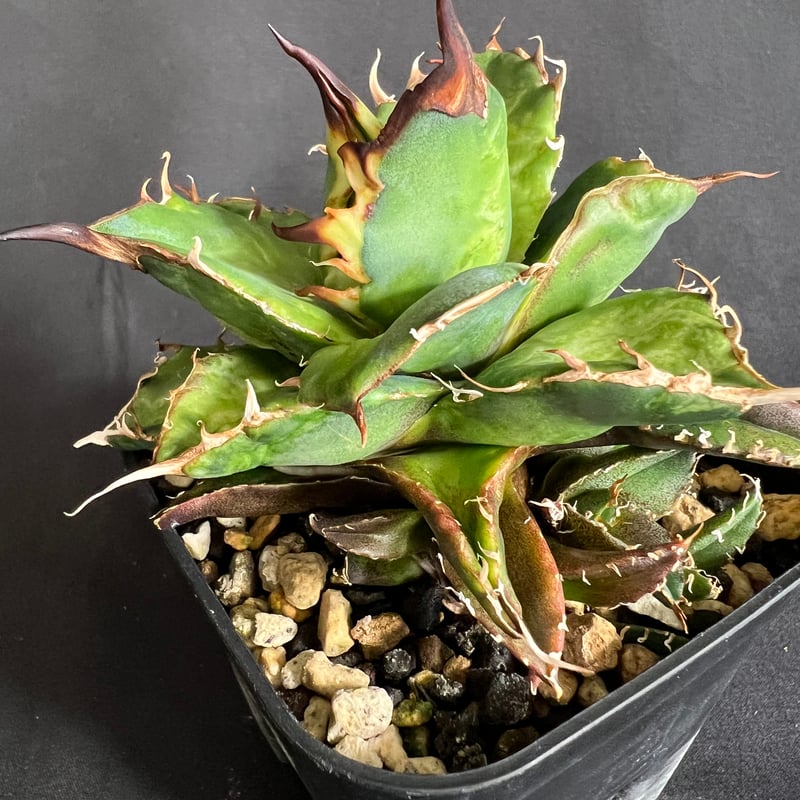 【鉢付き】アガベ ハデス　子株付き　※早い者勝ち　強棘　大株 2025年最新】アガベ ハデス 子株の人気アイテム - メルカリ