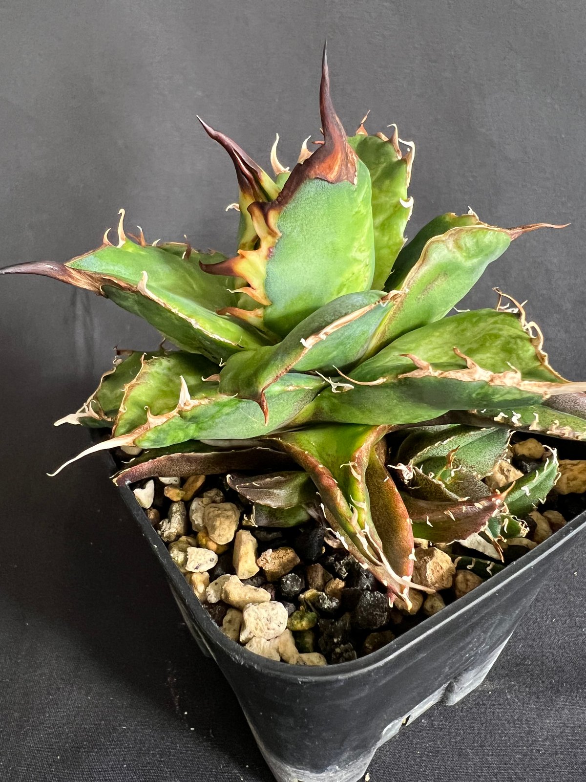 アガベ チタノタ ハデス 親株 アガベ・チタノタ ハデス (黒帝斯) 中/大-019｜agave titanota