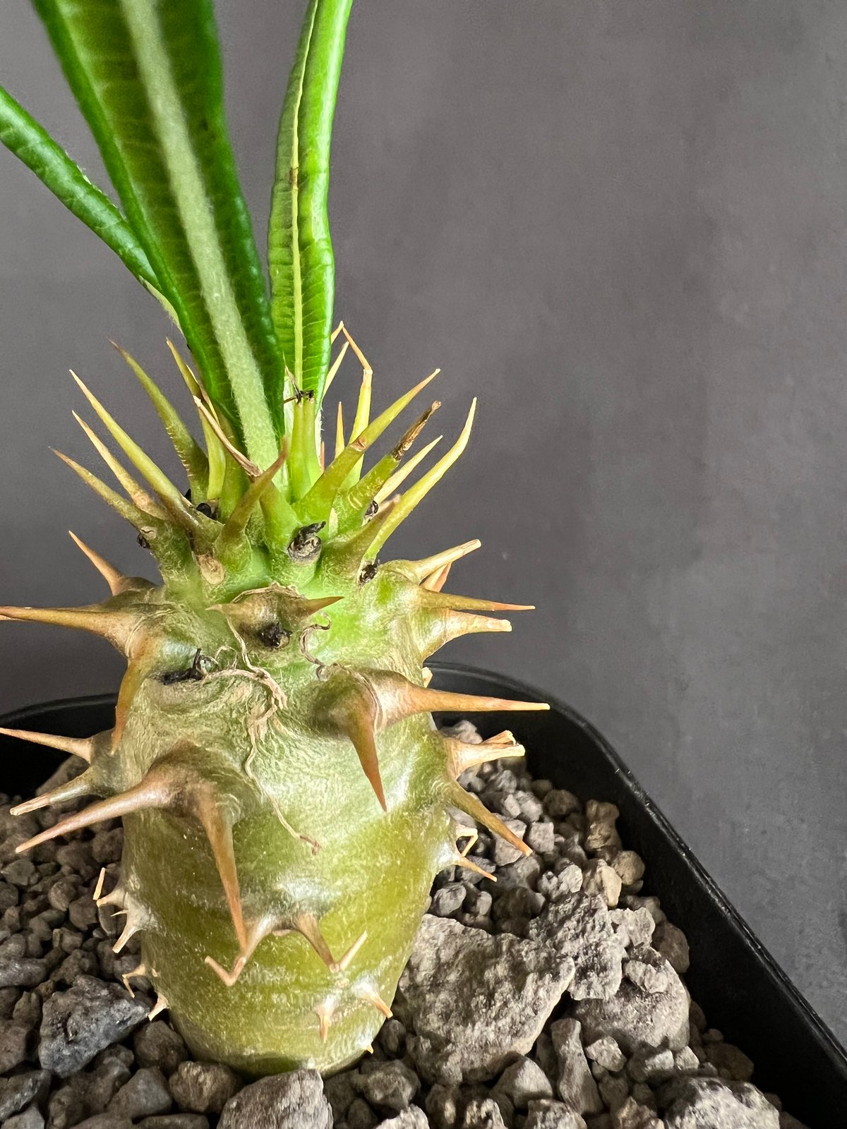 パキポディウム・アンボンゲンセ実生 ② | HANDS PLANTS