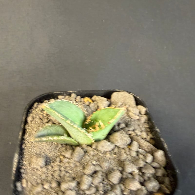 アガベ チタノタ 麻花龍（まかりゅう) 9 | HANDS PLANTS