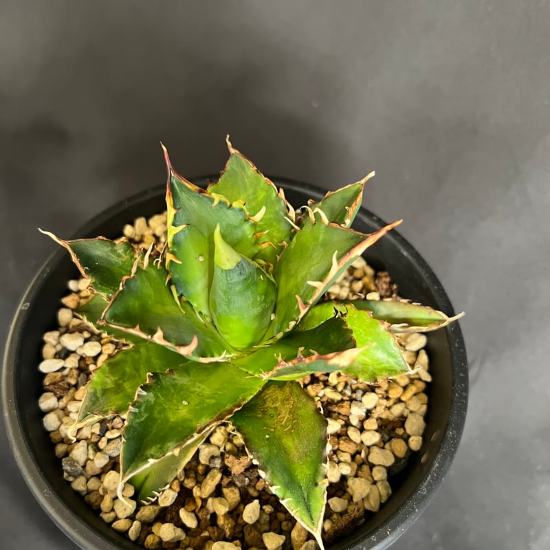 アガベ チタノタ レッドキャットウィーズル5号 27 | HANDS PLANTS