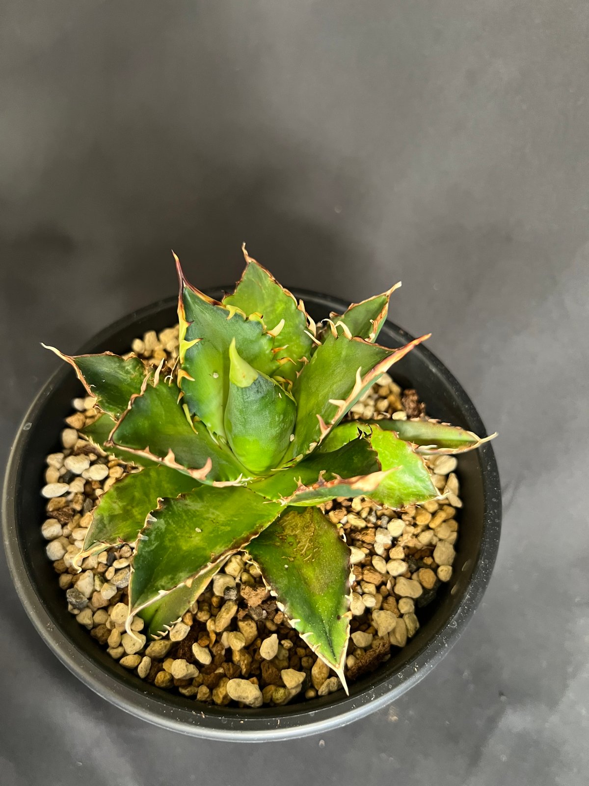アガベ チタノタ レッドキャットウィーズル5号 27 | HANDS PLANTS