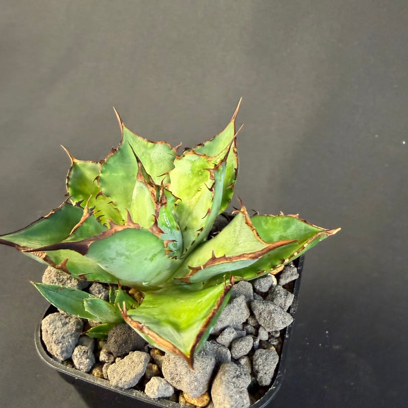 アガベ チタノタ シャークソード 子株901 | HANDS PLANTS