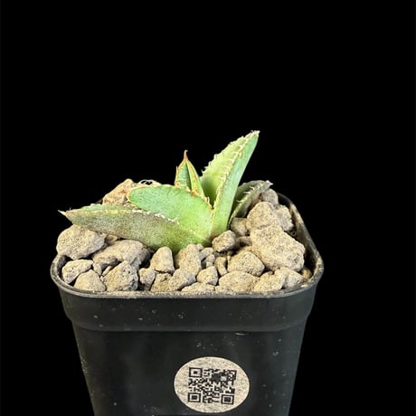 アガベ麻花龍 | STORES