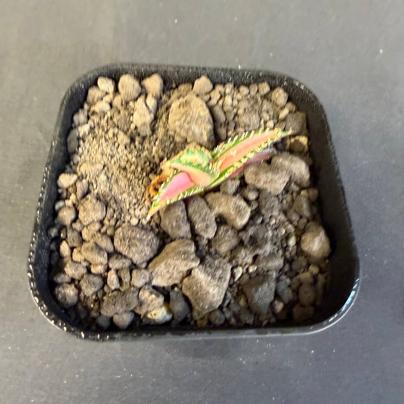 アガベ チタノタ 白豪刺中斑錦明錦 | HANDS PLANTS