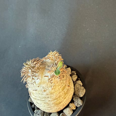 パキポディウム属 品種不明 発根済 良型 塊根植物 コーデックス