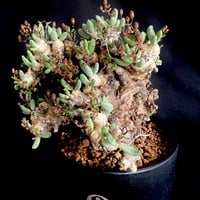 グラキリス 実生 5株セット ②G | HANDS PLANTS