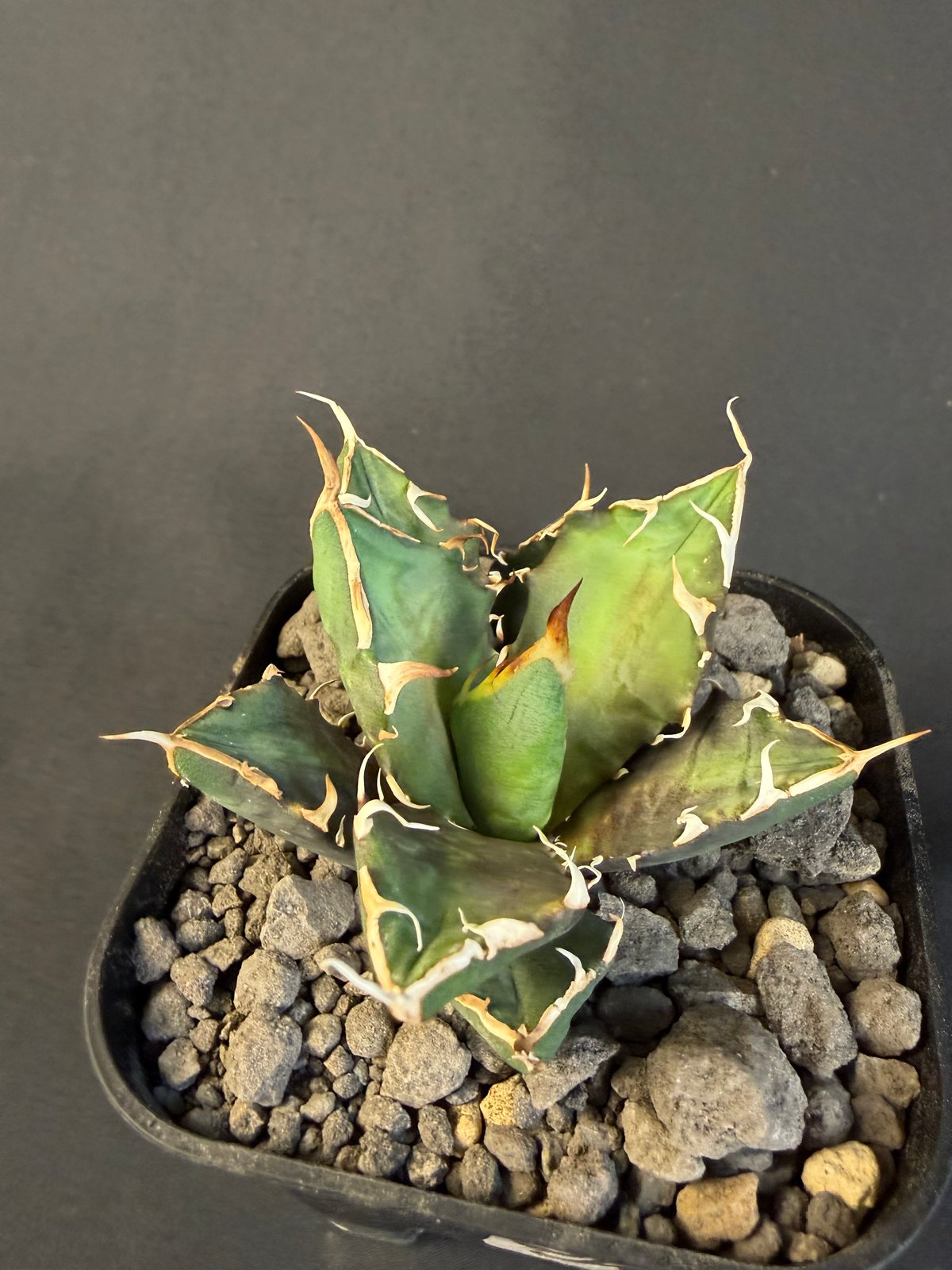 アガベ チタノタ 鬼爪 9011 | HANDS PLANTS