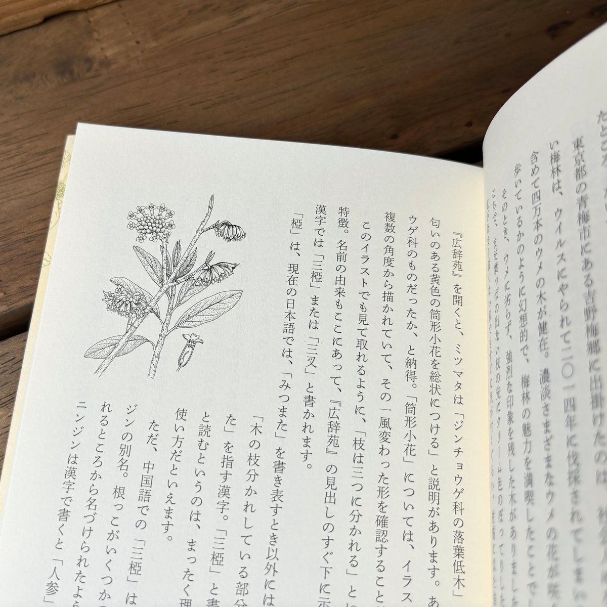 古本｜漢字の植物苑 花の名前をたずねてみれば | 緑蔭堂