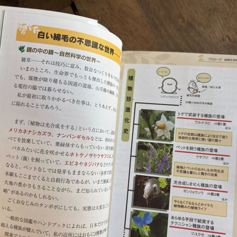 古本｜身近な雑草のふしぎ | 緑蔭堂