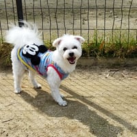 アニマルコミュニケーション