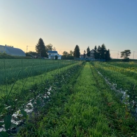 自然栽培野菜セット【数量限定】