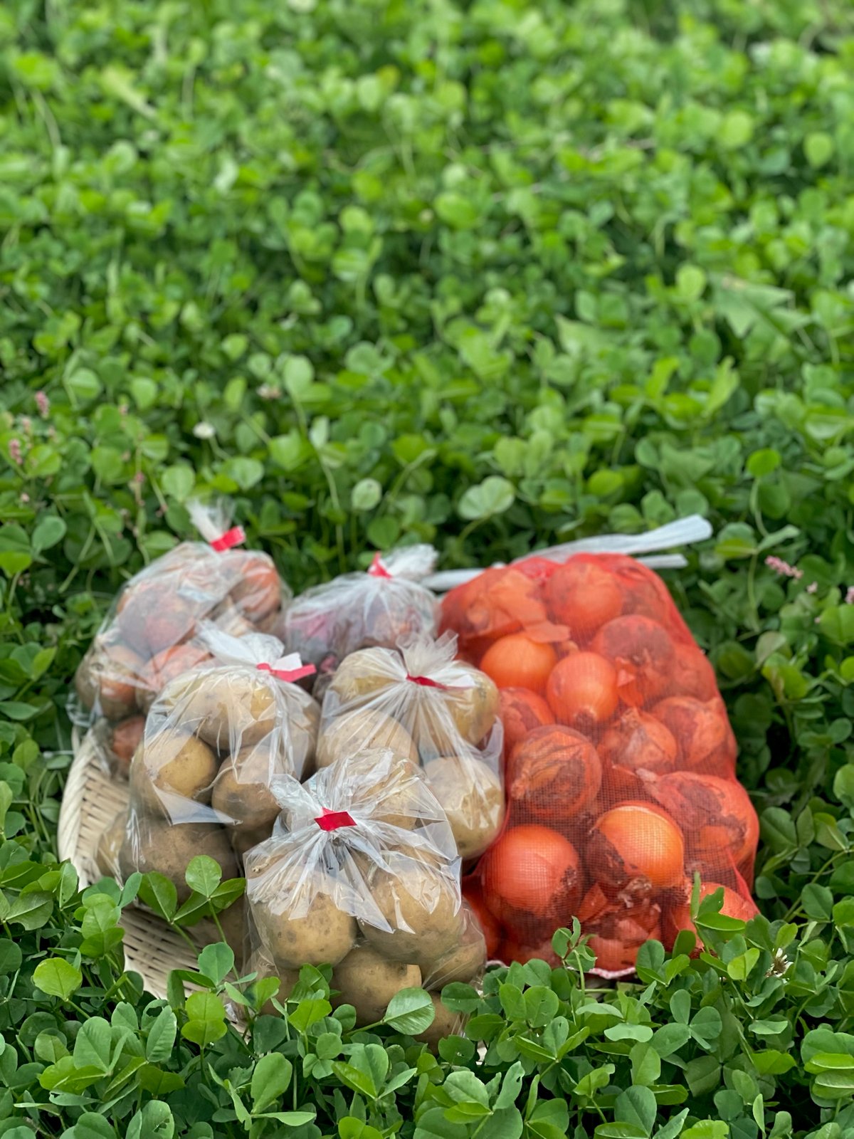 自然栽培野菜セット【数量限定】 | 一元ファーム