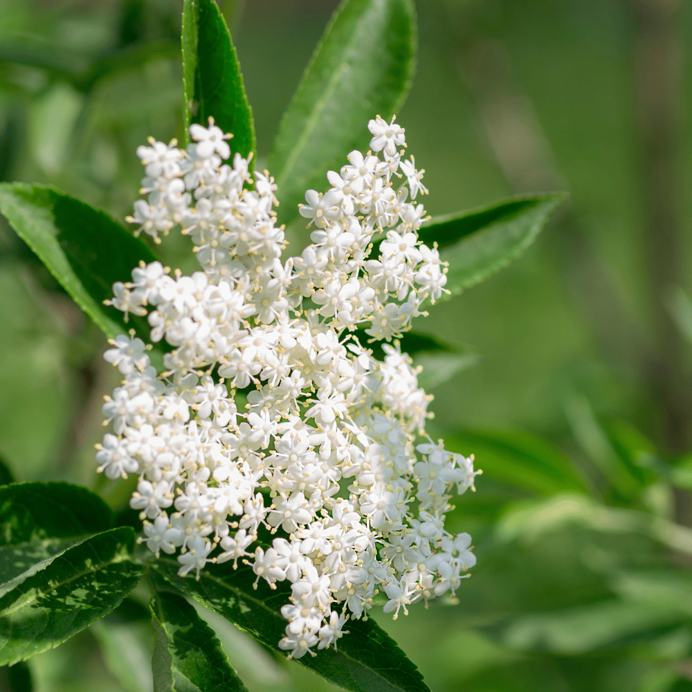 エルダーフラワー | アロマとハーブのお店 みどりの雫