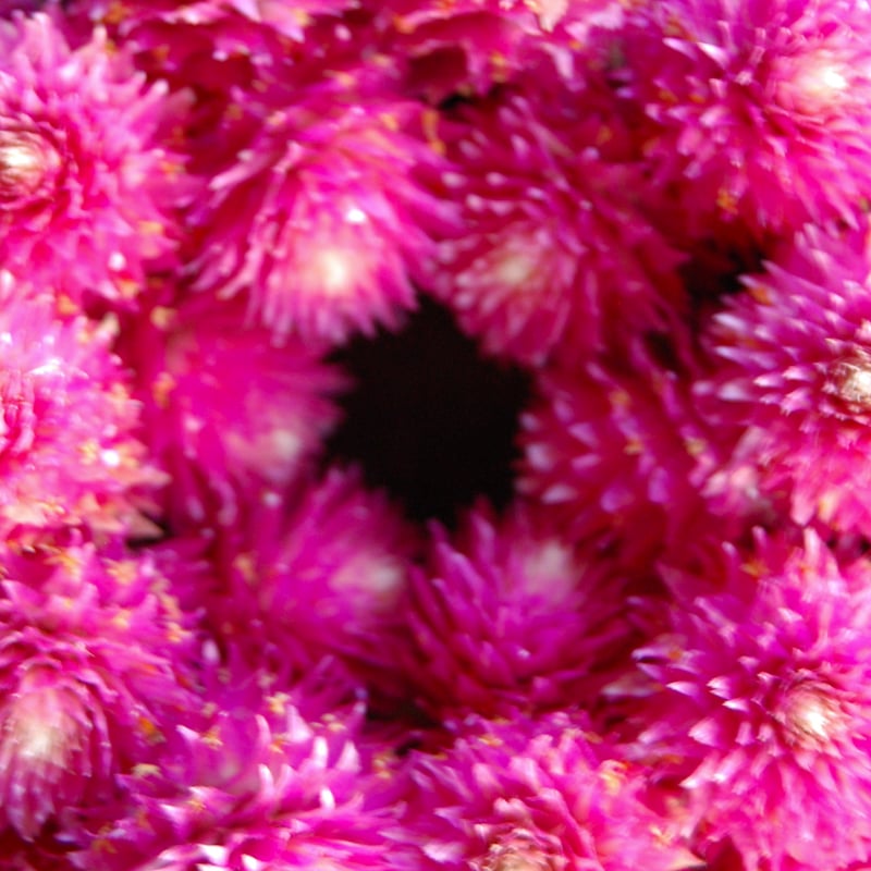 千日紅のミニリース | étoile