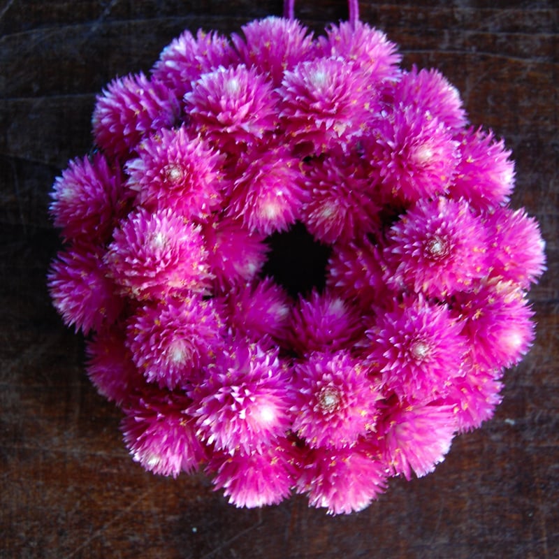 千日紅リース 千日紅のミニリース | étoile