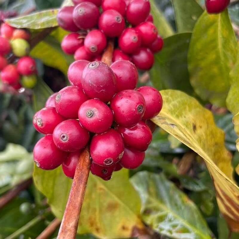 完全受注焙煎・自家焙煎コーヒー豆】Ecuador Micro Lot Sidra Anaer