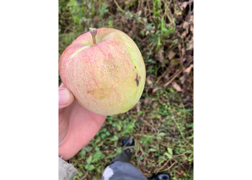 はとらず ふじC品(加工・調理用)／11月中旬発送 | 福一農園