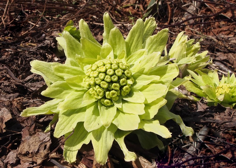 HACCAバストケアクリーム