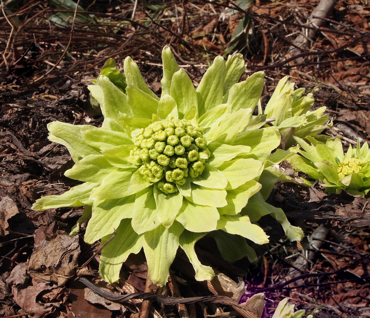 HACCAバストケアクリーム