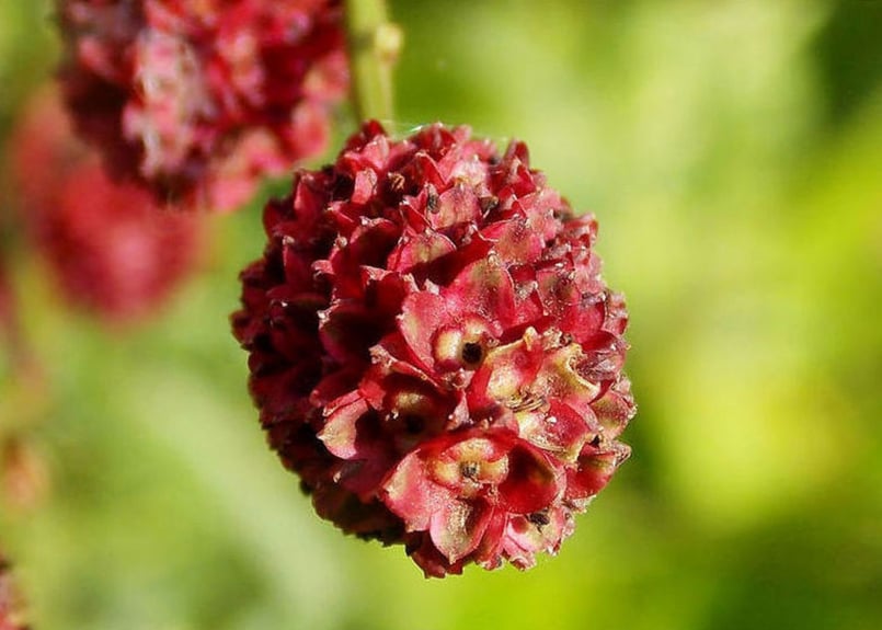 HACCAバストケアクリーム