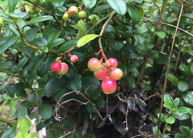 HACCAバストケアクリーム