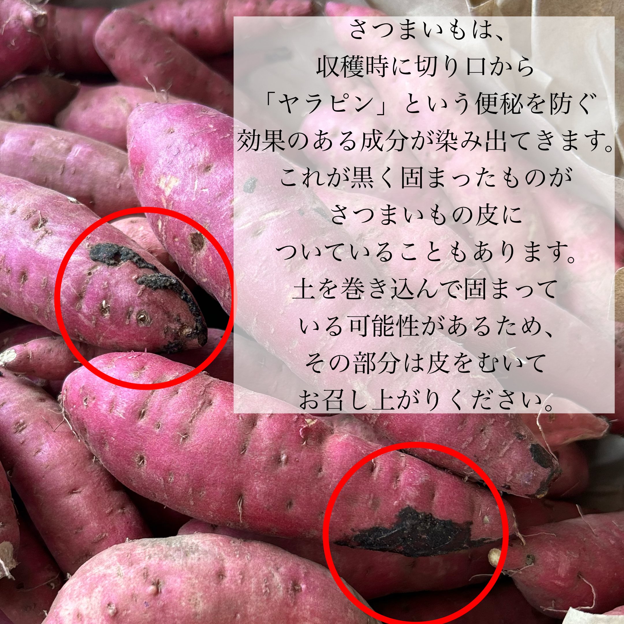 栗かぐや 5kg｜小さめ・小袋入り | 平賀農園