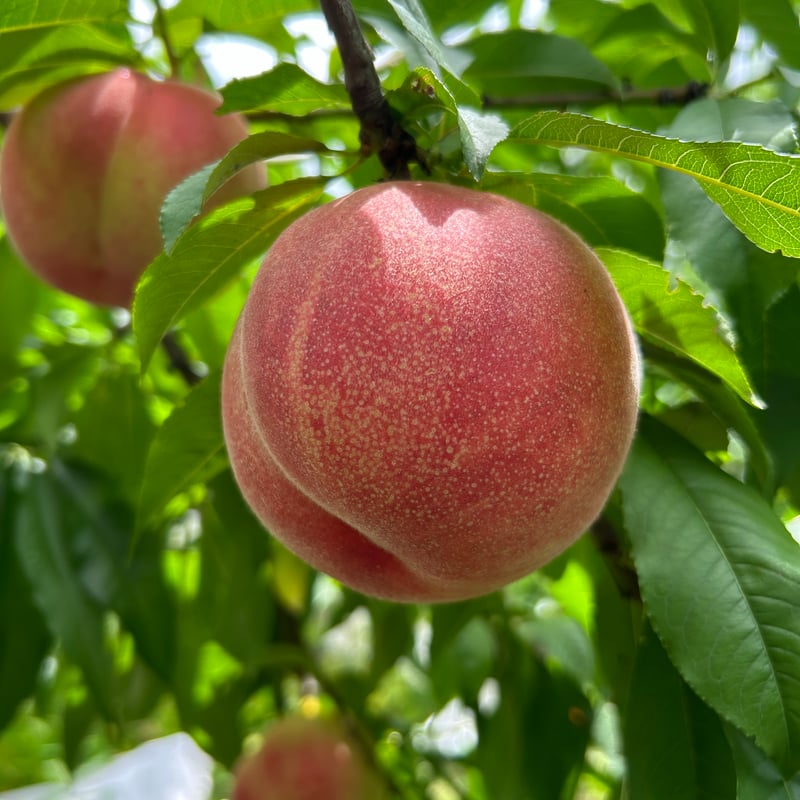 山梨県夢みずき2kg×2箱 クール配送 山梨県限定品種 夢みずき2kg以上【2025年発送】（MS
