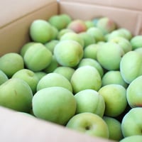 【旬を漬けよう!!】和歌山みなべ産南高梅4Lサイズ約5.0kg×2箱=約10.0kg