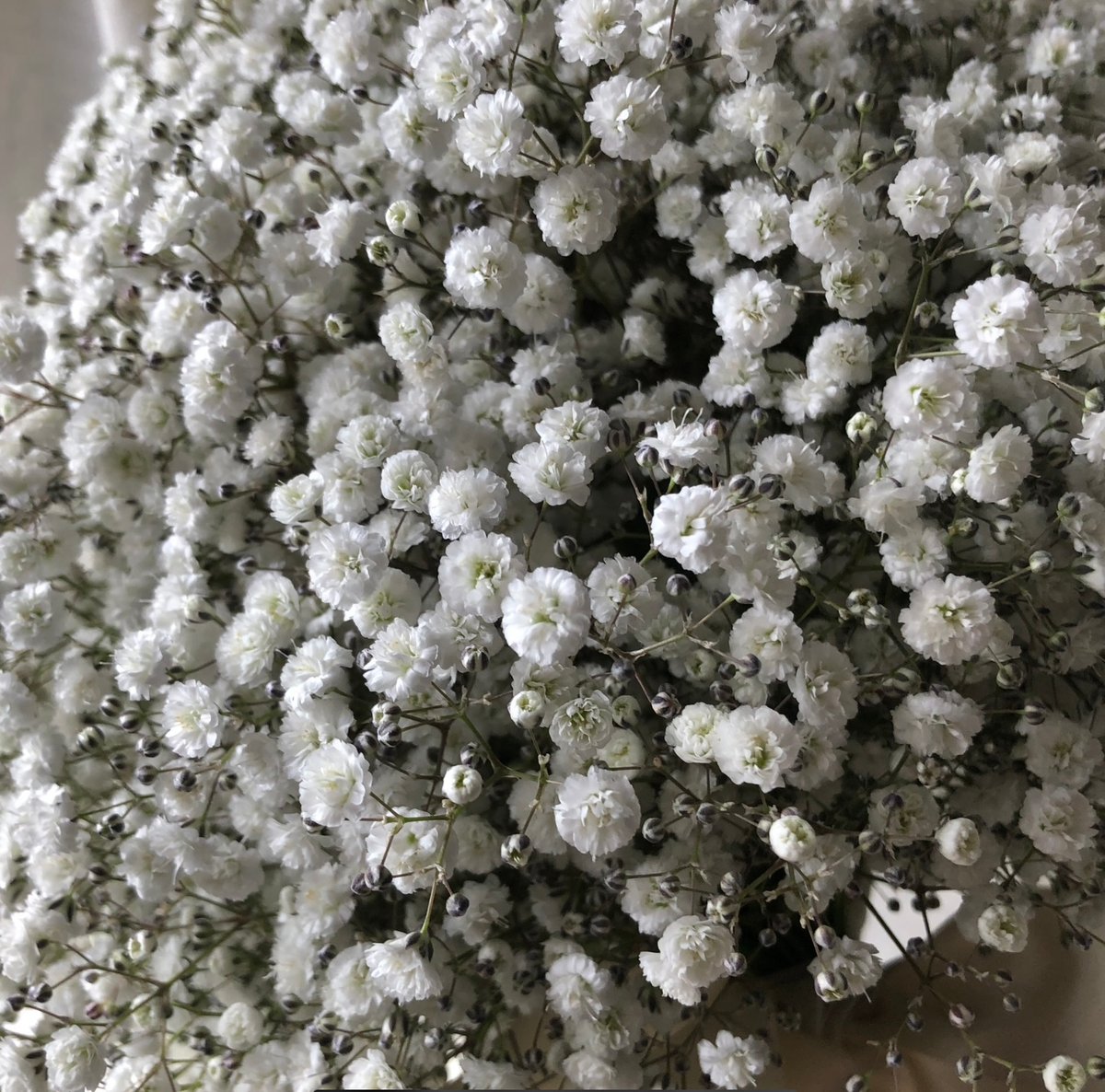 ウェディングブーケ**生花のかすみ草ラウンドブーケLサイズ ウェディングブーケ**生花のかすみ草ラウンドブーケLサイズ