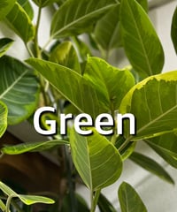 観葉植物