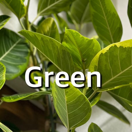 観葉植物