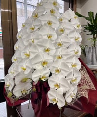 胡蝶蘭 白3本立ち L 40輪位（蕾含む）