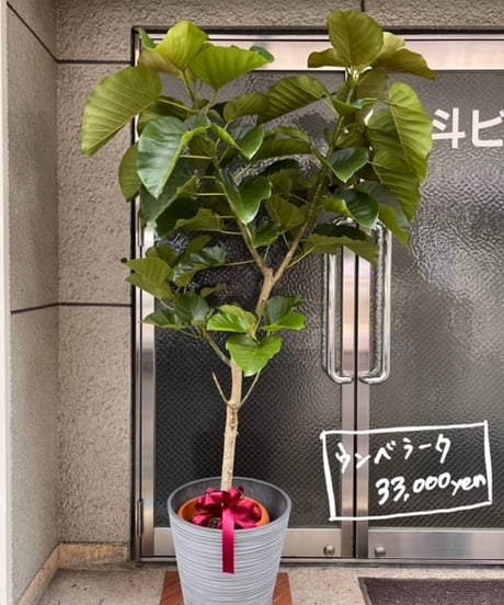 観葉植物