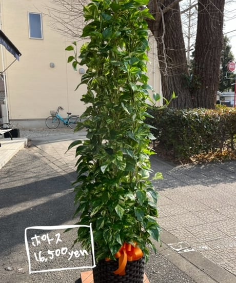 観葉植物