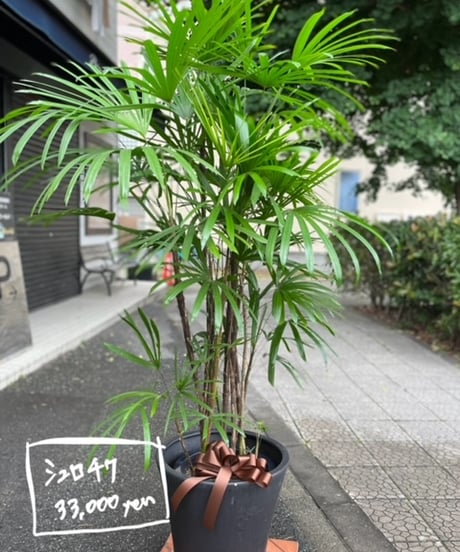 観葉植物