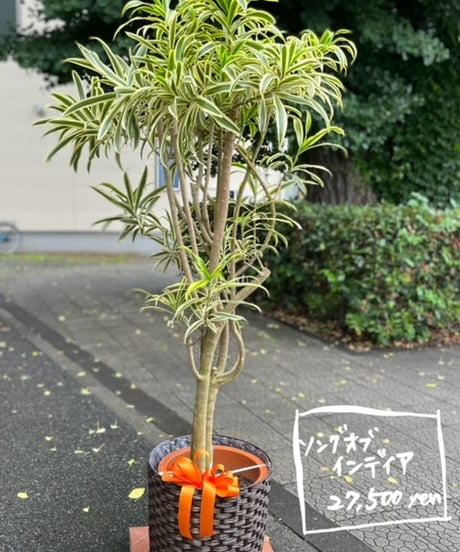 観葉植物