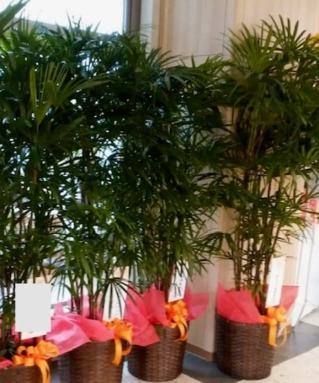 観葉植物