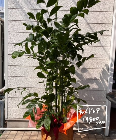 観葉植物